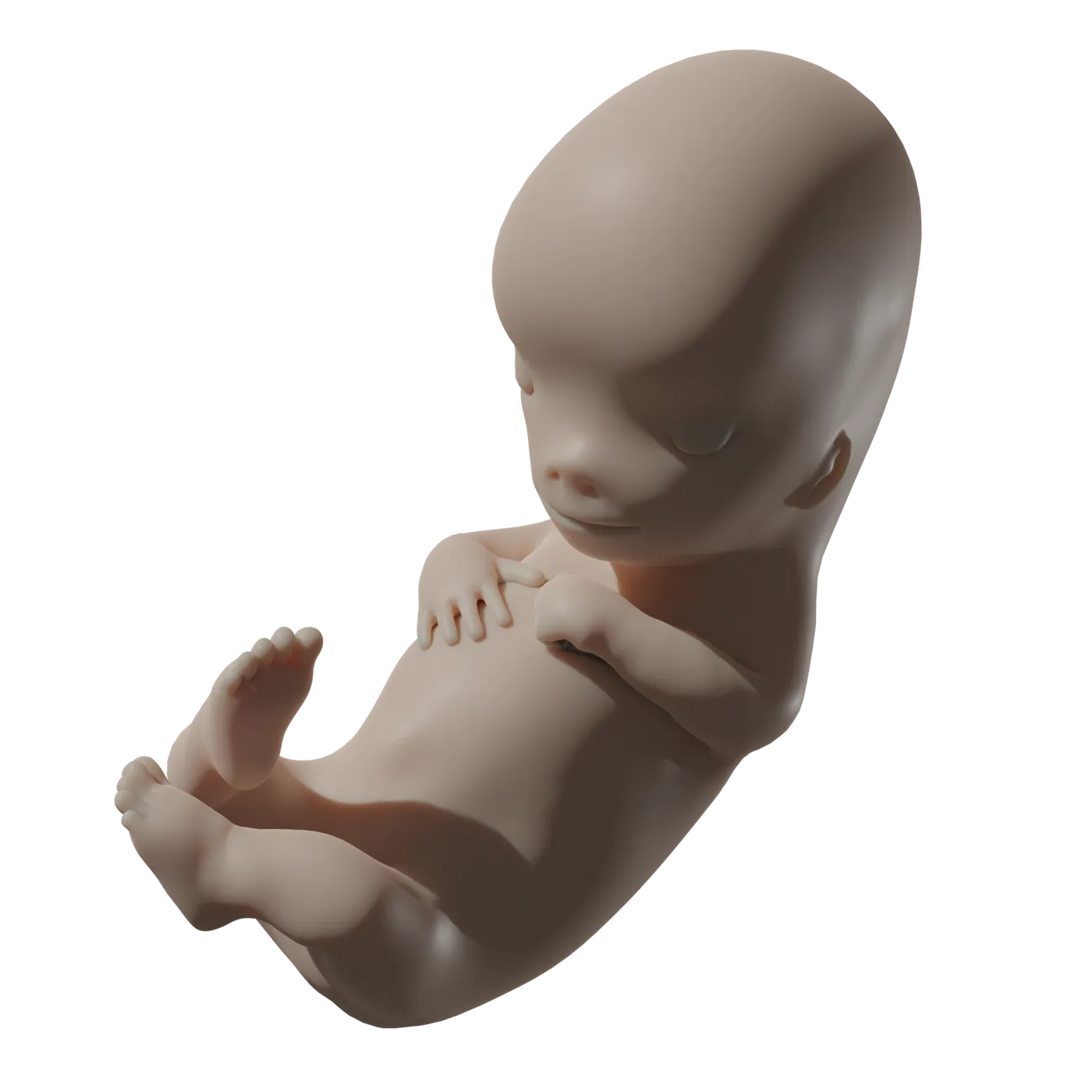PassionLife Tiny Baby© — scientifically accurate 9-week fetal model