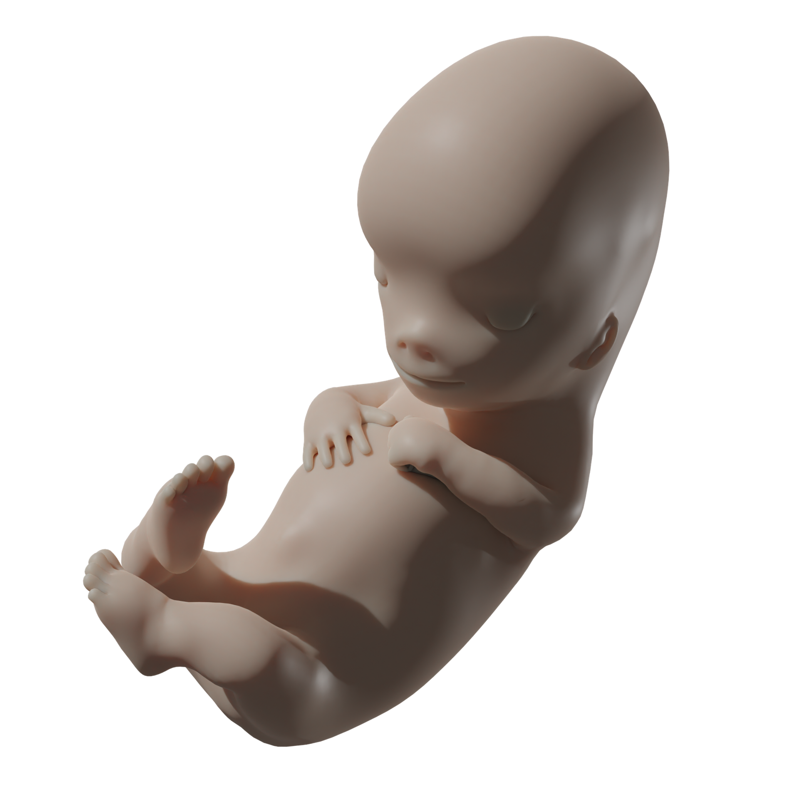 PassionLife Tiny Baby© - 9-week fetal model